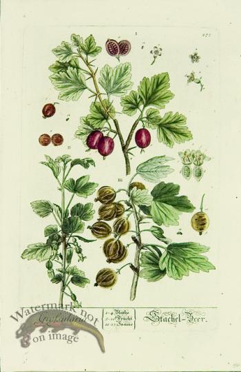 Blackwell German 154